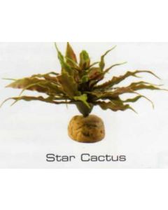 STAR CACTUS - DESERT PLANTS