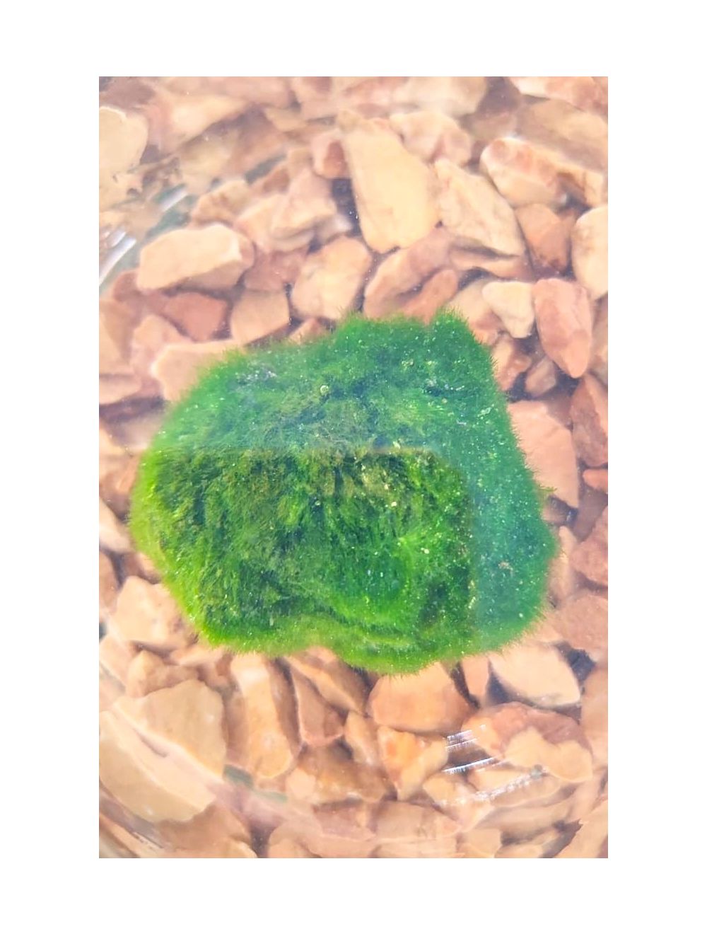 Cladophora o Aegagropila linnaei o MArimo alga