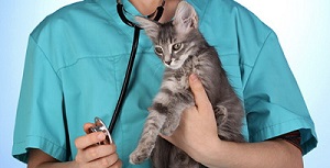 gatto e veterinario